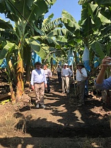 Productores guatemaltecos de plátanos están orientados al mercado ruso Productores guatemaltecos de plátanos están orientados al mercado ruso